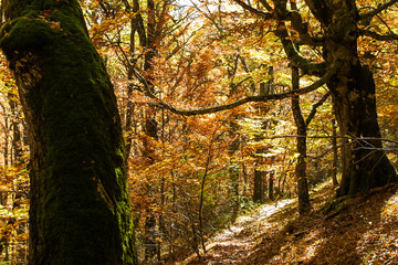 Natural park of Hayedo de Montejo.