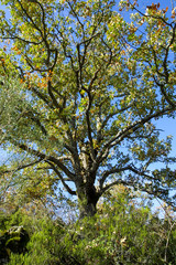 Natural park of Hayedo de Montejo.
