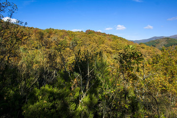 Natural park of Hayedo de Montejo.