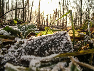 frost on the green grass, close-up