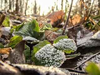frost on the green grass, close-up