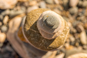 snail on stone