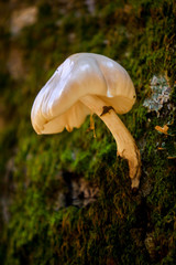 Natural park of Hayedo de Montejo.