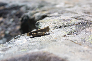 Saltamontes tomando el sol