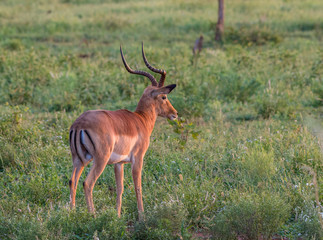 Single impala ram isolated in early morning light in the Kruger National Park in South Africa image in horizontal format with copy space