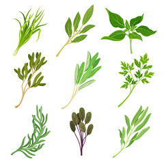 Herbs as Condiment and Food Ingredients Vector Set