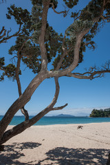 Mangawhai heads. Coast New Zealand. Coast and beach. Pohutukawa Trees. 