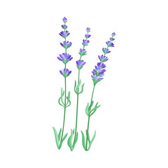 Obraz premium Lavender Twig as Kitchen Herb for Cooking Vector Element