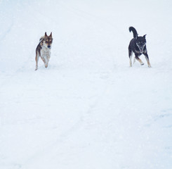 Two dogs running across a large field of snow.