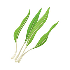 Leek Twigs as Kitchen Herb for Cooking Vector Element