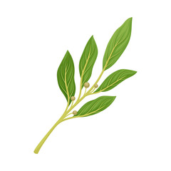 Bay Twig as Kitchen Herb for Cooking Vector Element
