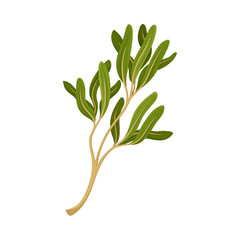 Kitchen Herb for Food Preparation and Garnish Vector Element