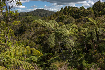 Fototapeta na wymiar Forest and ferns. Northland New Zealand