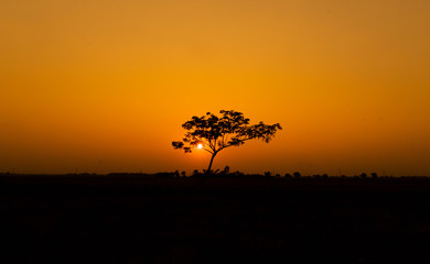 Fototapeta na wymiar The only tree in the middle of the field at sunset
