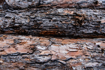 Tree bark texture. Old wooden bark texture. Rustic tree trunk background. Relief texture of the natural tree. Selective focus