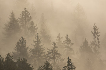 Trees surrounded with fog in morning sun, Slovakia