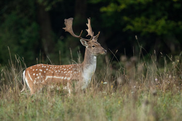 Fallow deer (Dama dama), Slovakia