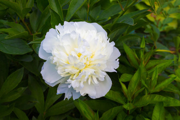 White peony among green leaves. Spring and summer flowers_