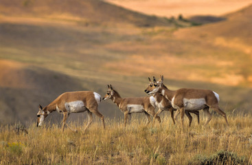 Naklejka na ściany i meble Antilope d'amerique, antilocapra americana, Parc national du Yellowstone, USA