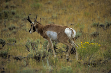 Antilope d'amerique, antilocapra americana, Parc national du Yellowstone, USA