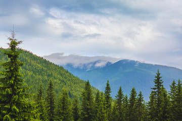 Mountain landscape with fir trees on mountains background_