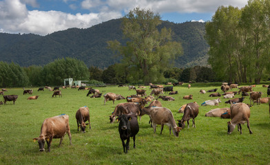 Naklejka na ściany i meble Okaihau. Northland. New Zealand. Cows. Cattle