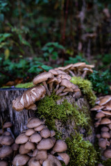 Mushrooms on wood
