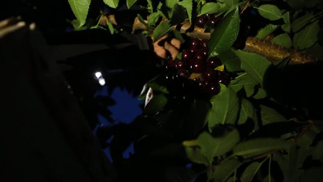 Man picking sweet raw cherries at night time. Professional gardener working at a cherry orchard. Immigrant working for the fruity juice industry
