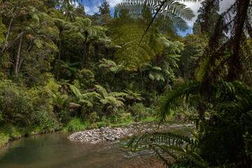 Fototapeta na wymiar Raetea. Northland New Zealand. Forest