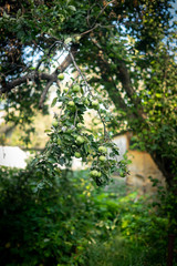Branches and foliage on the tree
