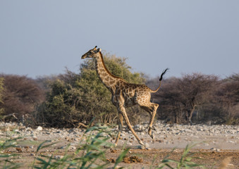 Frightened giraffe running away from predator over sandy plains of Etosha. Namibia. Africa
