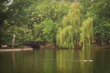 Fototapeta na wymiar Willow forest in the city Park