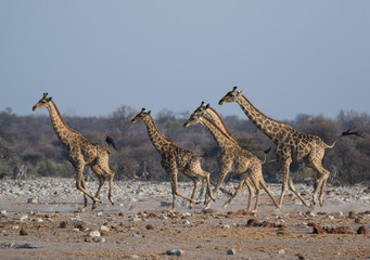 Obraz na płótnie Canvas Herd of frightened giraffes running away from predator over sandy plains of Etosha. Namibia. Africa