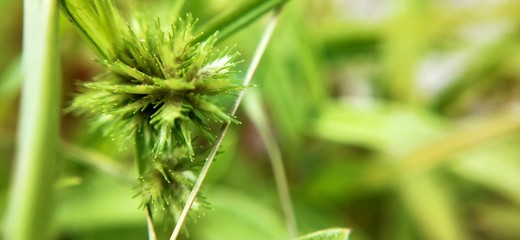 Macro closeup of green grass with thorns in detailed view. Amazing view in detailed manner, Macro...