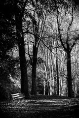 Black and white forest landscape in France