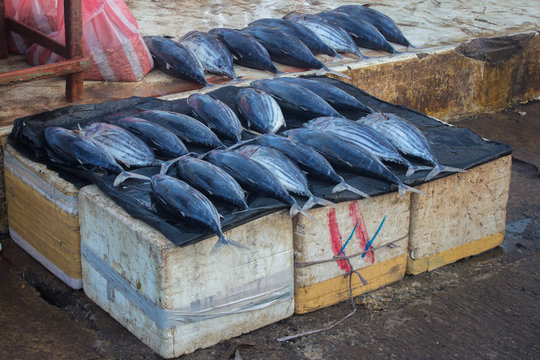 Fresh caught tuna fish at the market in Negombo, Sri Lanka