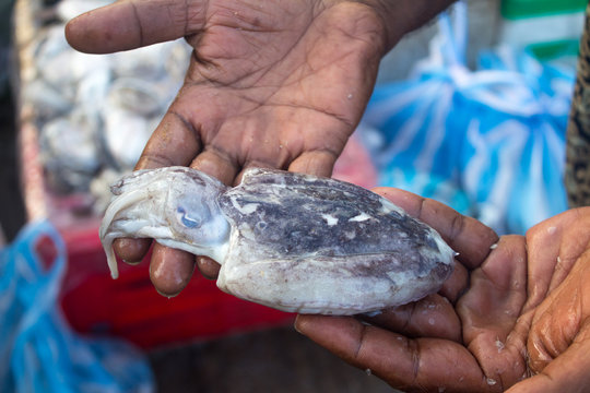 NEGOMBO, SRI LANKA - December 05, 2017. A recently caught squid in the palm of a fisherman.