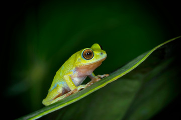 Kalakad gliding frog or Langbian flying frog, Rhacophorus calcadensis replacement for Rhacophorus Beddomi, Kerala, India