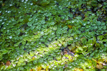 water drops on green leaves