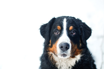 Funny big dog with a serious look