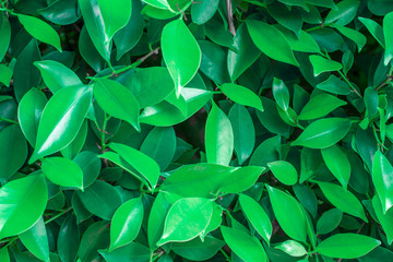 Green leaves pattern background, Natural background and wallpaper.soft focus.