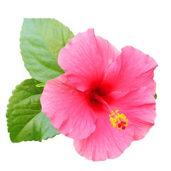 Pink hibiscus flowers with leaves isolated on white background.