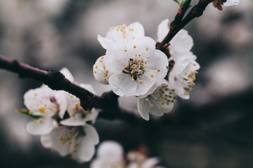 Apricot tree flowers. Spring white flowers on a tree branch. Apricot tree in bloom. Spring seasons time of year. White flowers of apricot tree