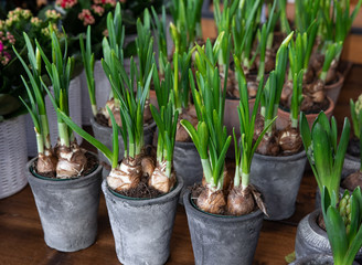 Daffodils grow from bulbs in the flowerpots. Horizontal.