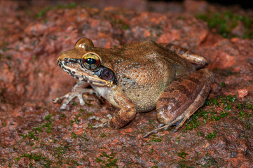 Indirana Species Frog, Amboli, India