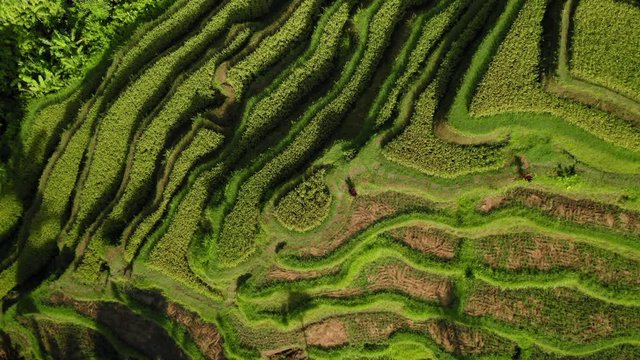 Aerial drone top down view at rice fields, Bali, Indonesia, 4k