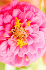 Pink zinnia flower close-up in summer