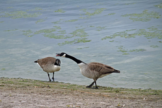Kanada-Gans
