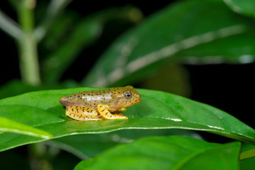 Tadpole of Malapar Gliding frog, Amboli, India
