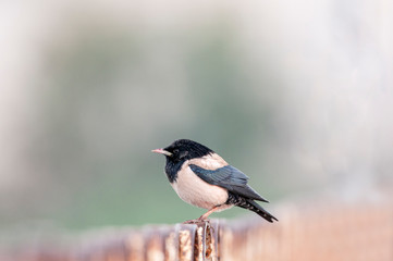 Rosy Starling, Pastor roseus, Jamanagar, India